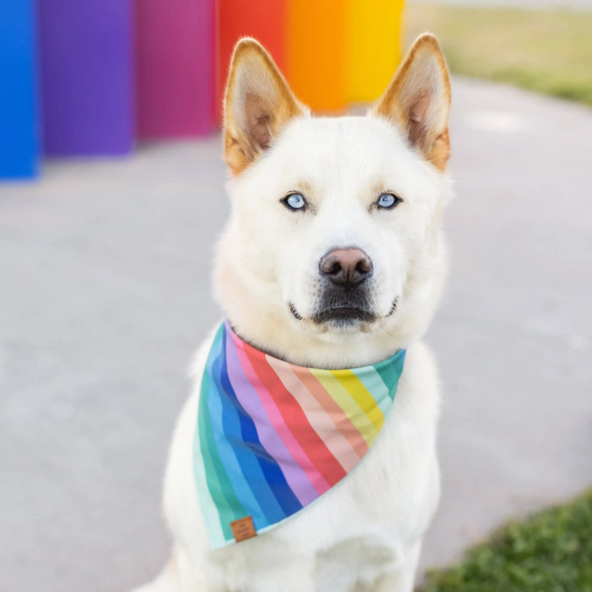 Over the Rainbow Dog Bandana Large
